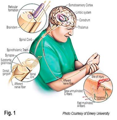Fig. 1 Photo Courtesy of Emery University