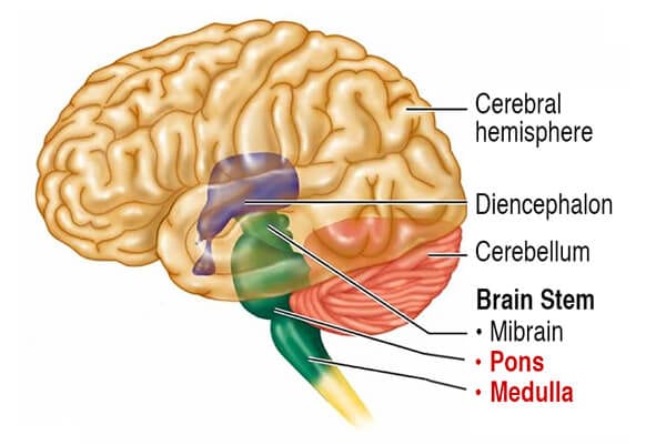 Ponto Medullary Reticular Formation (PMRF)