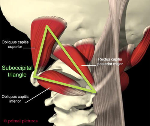 Fig. 2 – Suboccipital Triangle