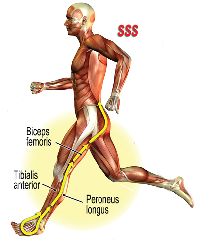 Foot and ankle’s stirrup spring system (SSS)