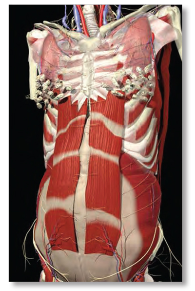 Figure 9: Linea alba laxity allows recti muscles to spread laterally. The resulting abdominal stretch weakness increases lumbar lordosis resulting in low-back pain. Adapted from Primal Pictures, 2003. Reprinted with permission.