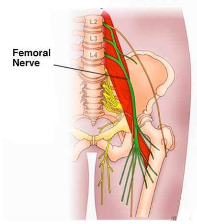 Femoral Nerve
